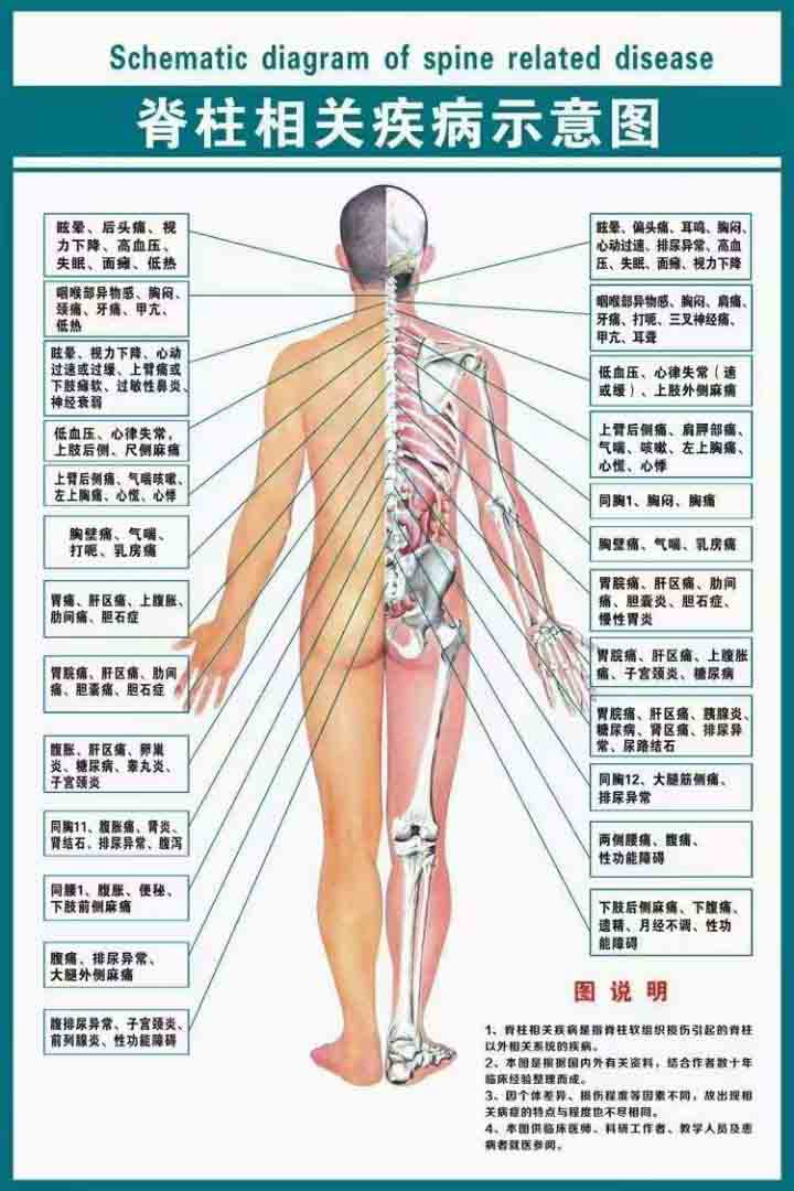 脊椎图001.jpg